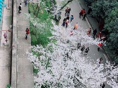 -武汉大学-樱园