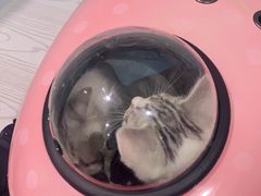 -纳吉亚猫专科动物医院·北北分院