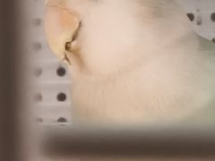 -吉丁鸟咖·异宠·寄养