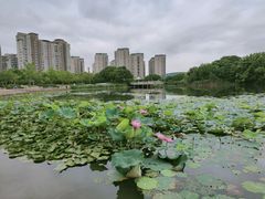 -新江湾城公园