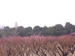 -南湖湿地公园