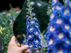 -深圳市中科院仙湖植物园