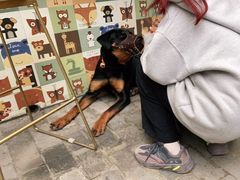 -喵屿·大理花园猫咖