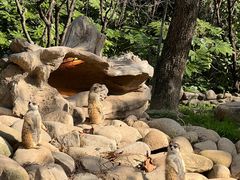 -上海野生动物园