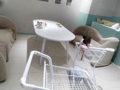-怪兽屋·羊驼·猫咖·狗咖(俊华广场店)