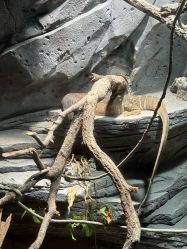 -Zoolung Zoolung动物主题公园(海信广场店)