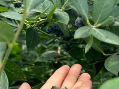 -金谷域澳洲庄园