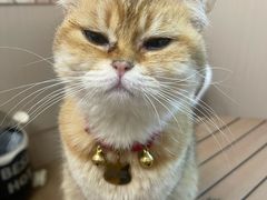 -唐小姐の私宠·宠物洗护美容·撸猫馆·购宠(周浦万达旗舰店)