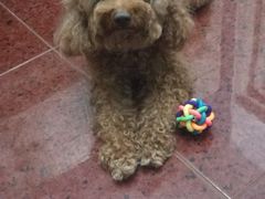 -欧奕国际动物医院