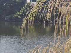 -黄埔油麻山森林公园