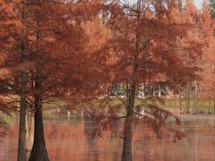 -白鹭湾湿地公园