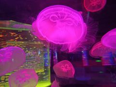 -石家庄极地海洋世界
