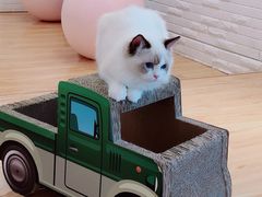 -momokira米努特·德文卷毛猫·棉花面纱犬