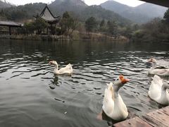 -黄陂区野村谷景区