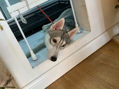 -Husky Go! 哈士奇体验馆·宠物咖啡厅狗咖