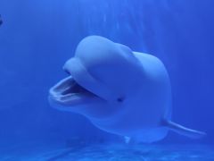 -多彩贵州城极地海洋世界