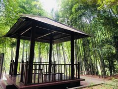 -广州市石门国家森林公园