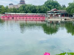 -莲花池公园