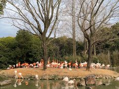 -上海野生动物园