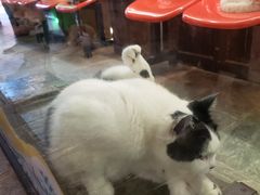 -猫咪博物馆(顶澳仔猫街店)