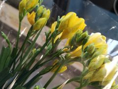 -金陵花卉交易市场