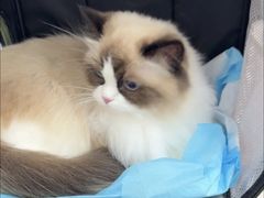 -四月宠物医院·猫专科·心脏专科·内科(转塘店)