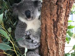 -Pancakes on the rocks(Darling Harbour)