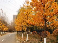 -长白岛森林公园
