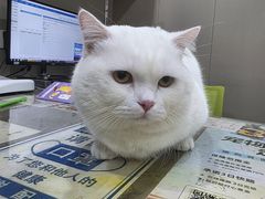 -四月宠物医院·猫专科·心脏专科·内科(转塘店)