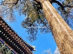 -潭柘寺景区