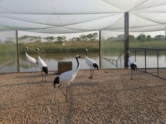 -盐城丹顶鹤湿地生态旅游区