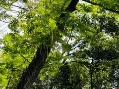 -上海佘山国家森林公园天马山园