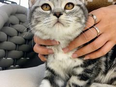 -lincat·猫舍(广州店)
