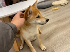-浣熊柯尔鸭土拨鼠·电玩咖