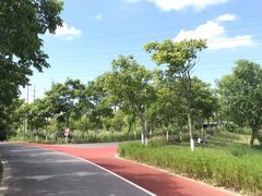-上海长兴岛郊野公园