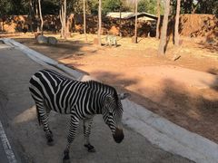 -清迈夜间动物园