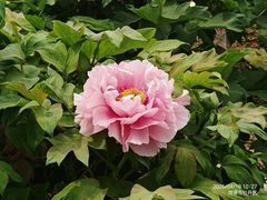 -曹州百花园