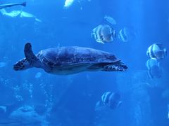 -太平洋海底世界