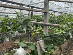 -马陆小张葡萄园农家乐