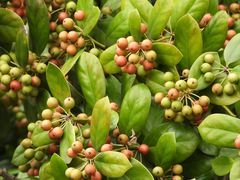 -大唐贡茶院