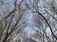 -桃花堤公园
