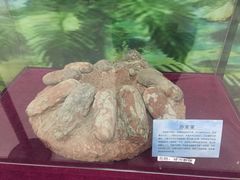 -中国第四纪冰川遗迹陈列馆