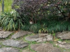 -静安公园(静安寺街道)
