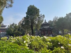 -洛阳白马寺