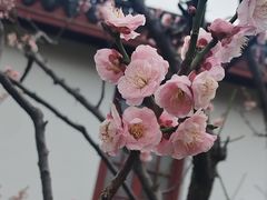 -南通博物苑-崇川人民公园