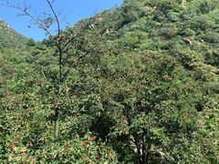 -大岭沟猕猴桃谷风景区