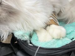 -伟伟宠物医院·CT影像中心·瑞派犬猫综合性门诊(汉口总院)