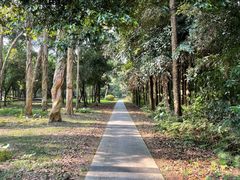 -南宁良凤江国家森林公园