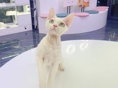 -小猫来了·猫舍(红山六九七九店)