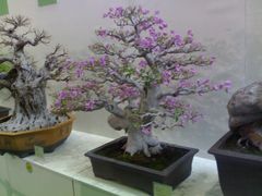 -济南国际园博园